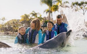 A joyful family playing with dolphins
